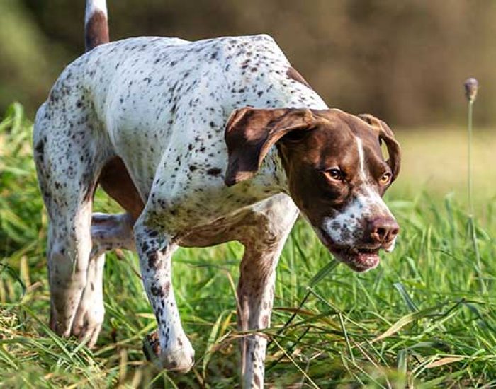LJV-Bilder_1200x400px_Brauchbarkeitsprüfung-Jagdhunde